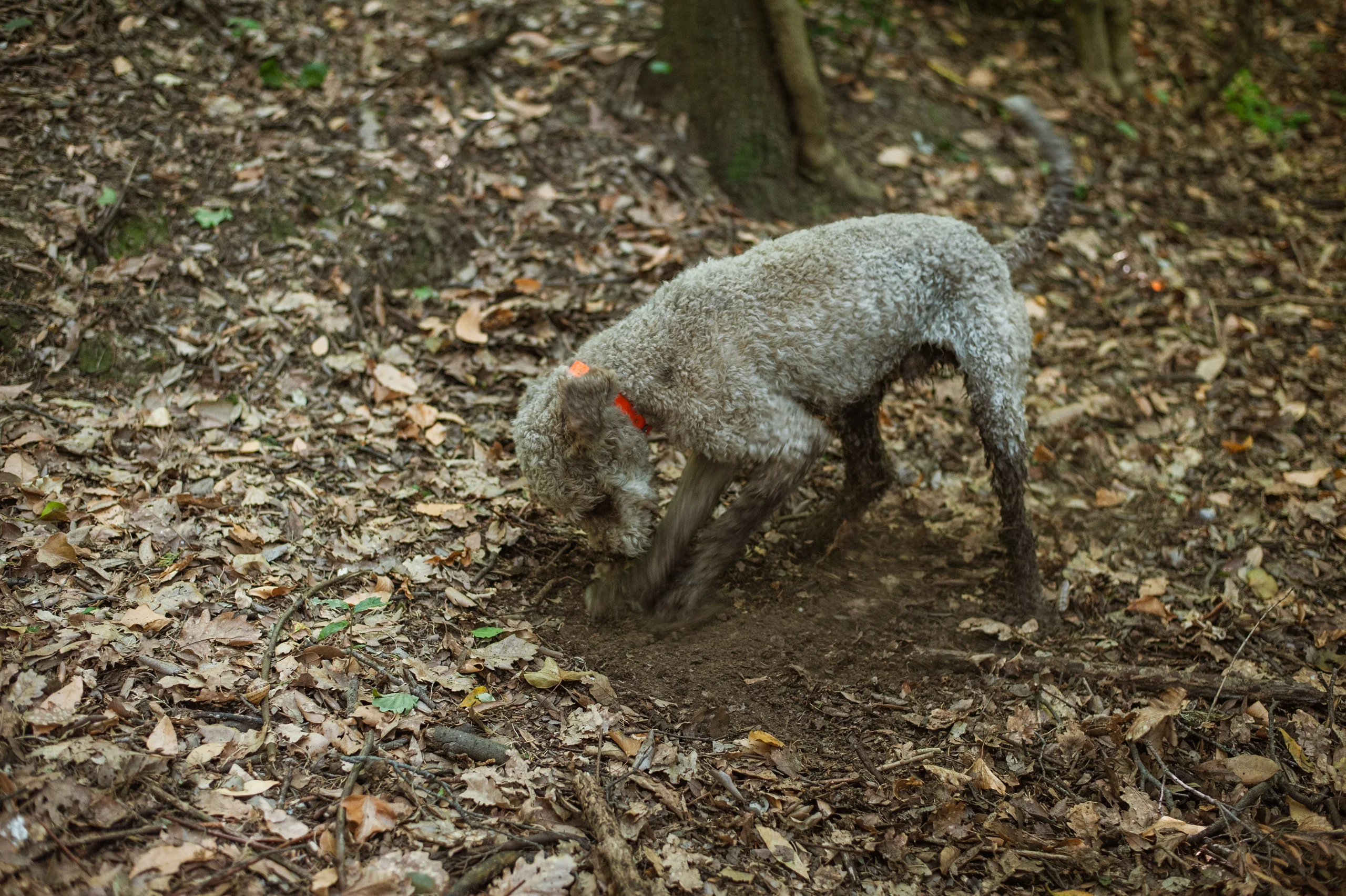 Levante, Lagotto Romagnolo, digging for truffles in the San Miniato forest