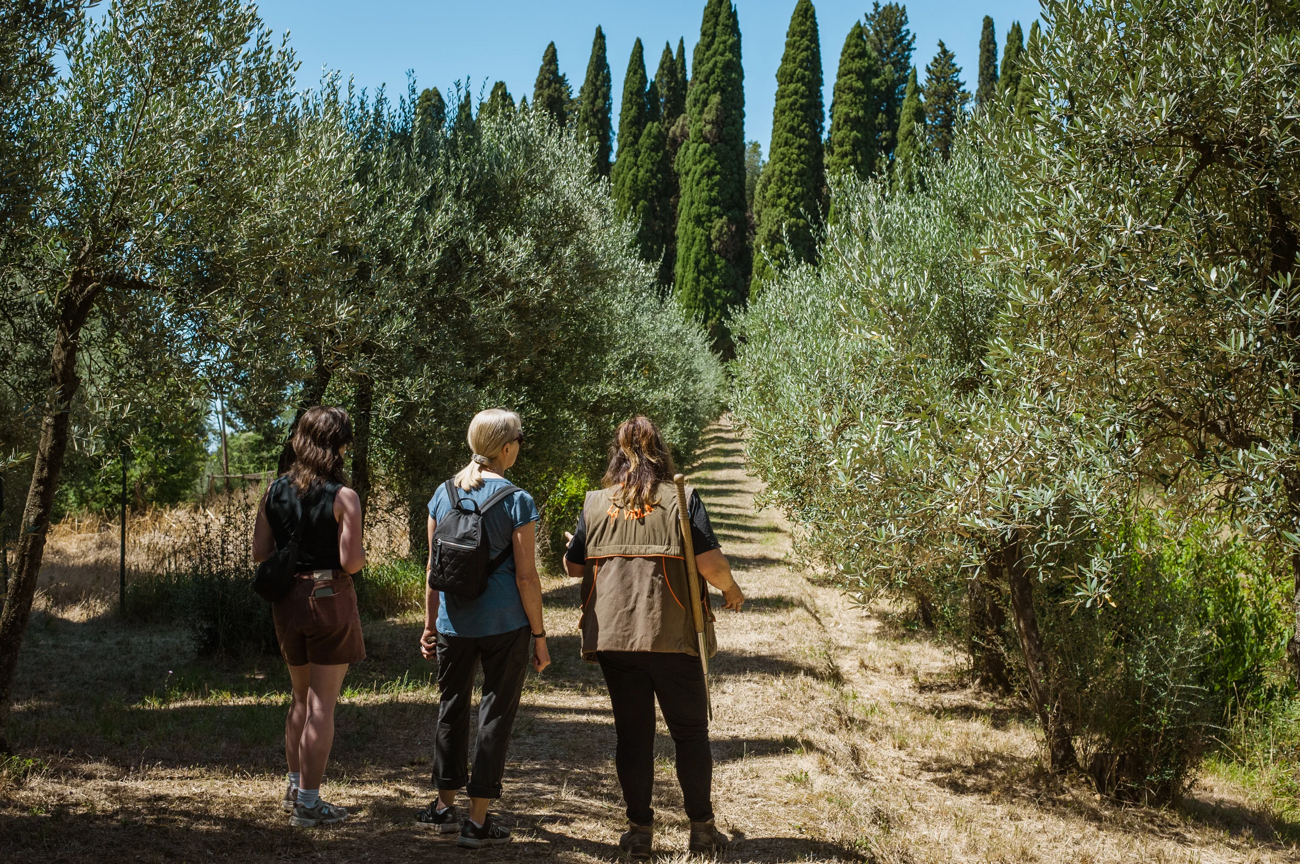 Guests walking through Tuscan olive grove toward the truffle forest